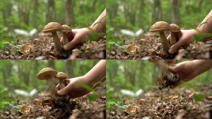 在森林里采摘蘑菇
