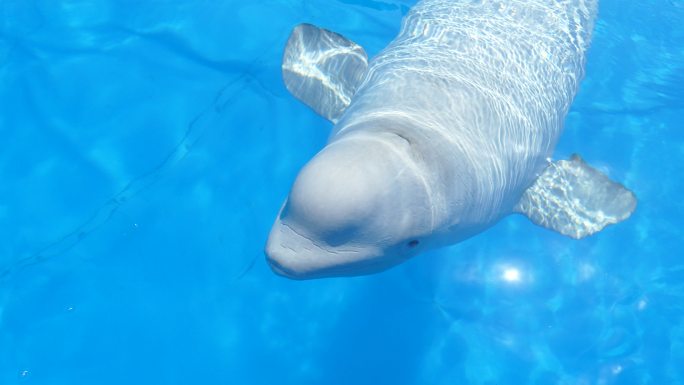 海豚游泳并从水里向外看