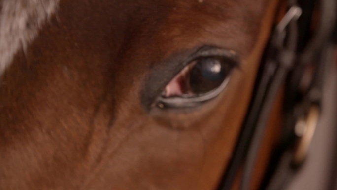 马匹眼睛特写深邃凝视眨眼慢动作升格镜头