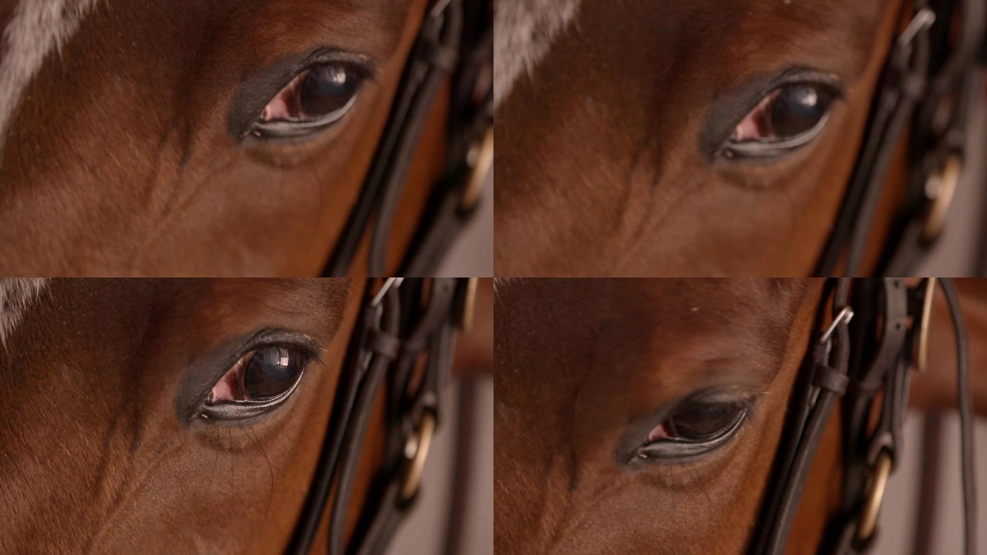 马匹眼睛特写深邃凝视眨眼慢动作升格镜头
