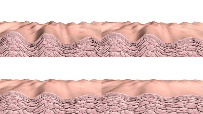 皮肤老化三维动画