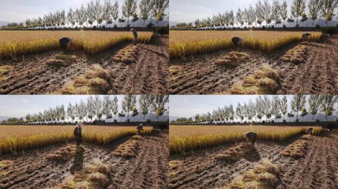 水稻收割延时摄影