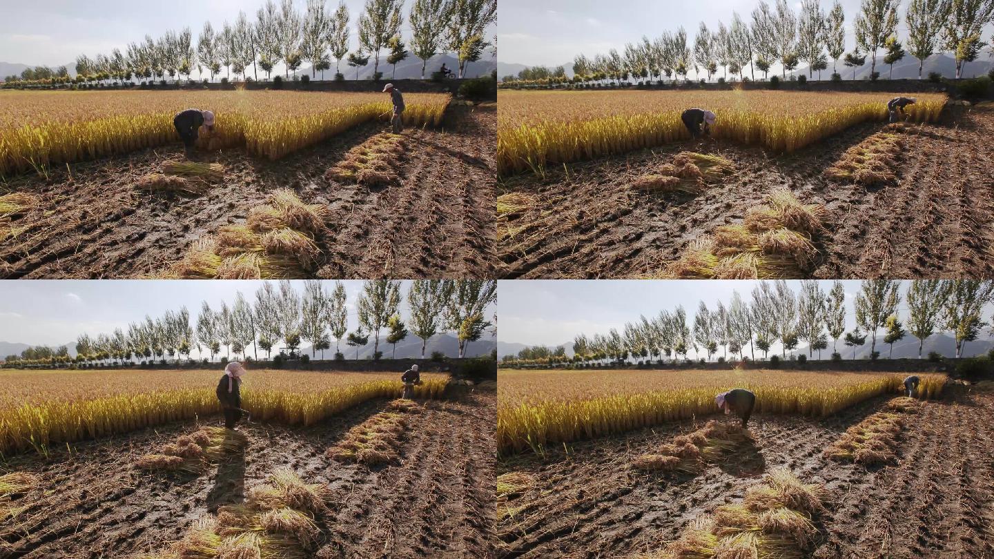 水稻收割延时摄影