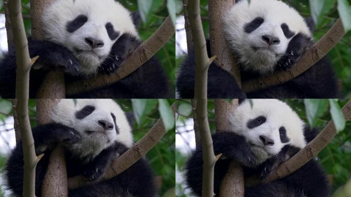 树上可爱的熊猫宝宝