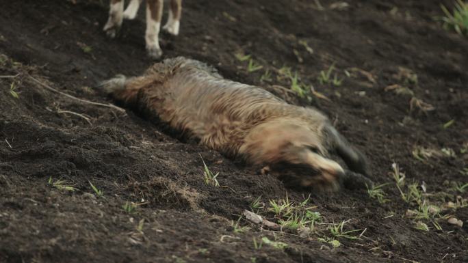 在泥土中玩耍的狗