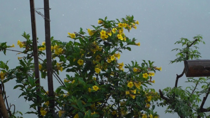 雨中的黄婵