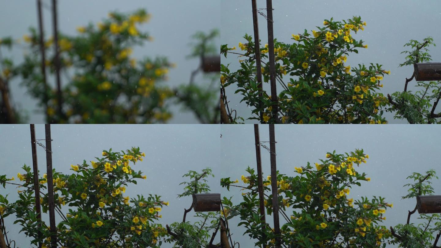 雨中的黄婵
