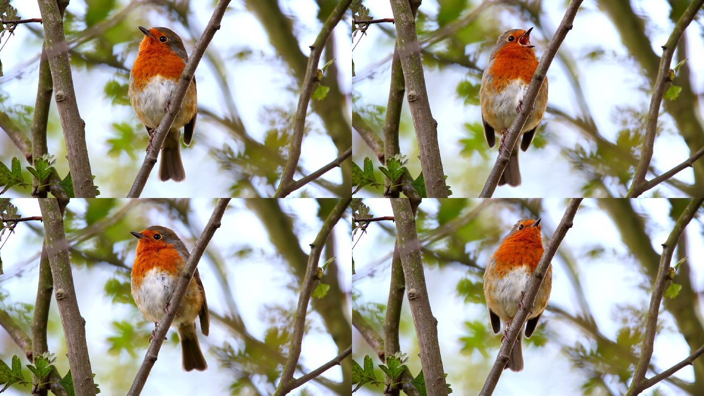 小鸟在城市公园的树上唱歌