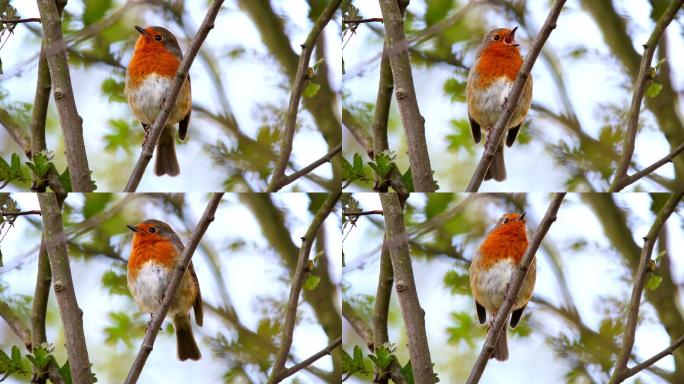 小鸟在城市公园的树上唱歌
