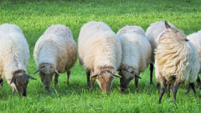 一群羊在一个乡村农场吃草