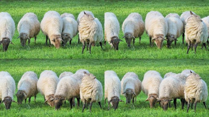 一群羊在一个乡村农场吃草