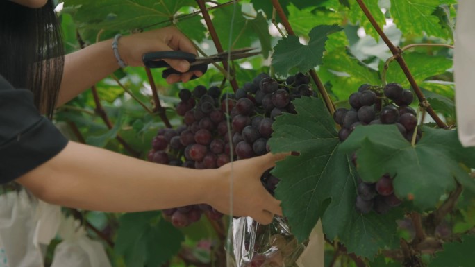 葡萄园摘葡萄洗葡萄吃葡萄