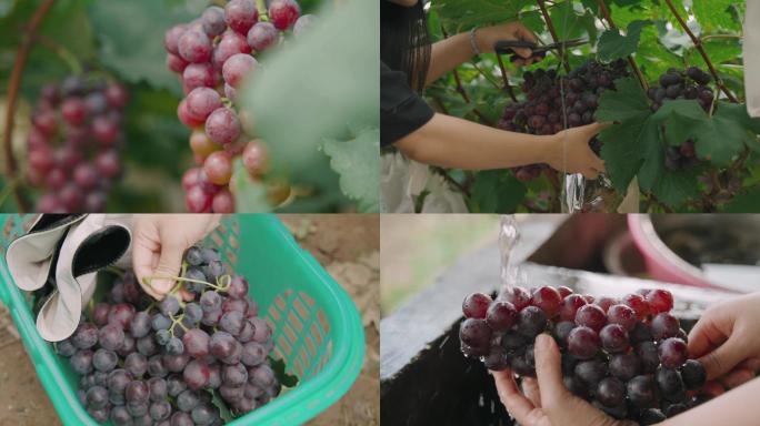 葡萄园摘葡萄洗葡萄吃葡萄