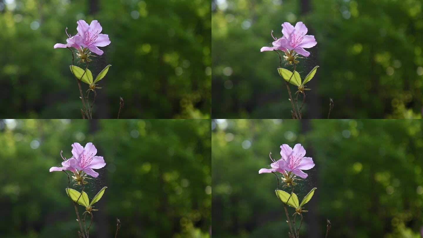 映山红杜鹃花