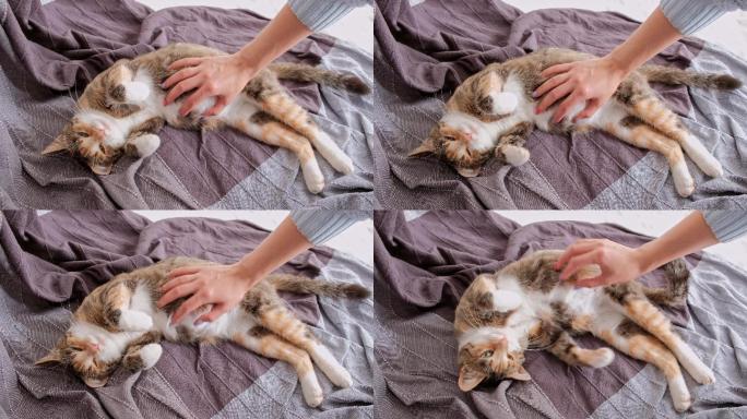 在毯子上抚摸怀孕的猫