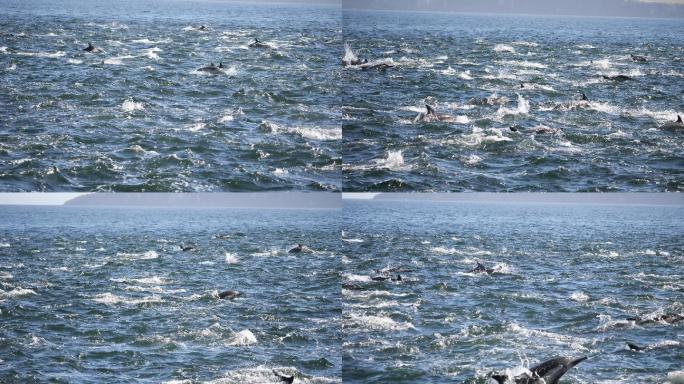 海豚跃出水面海上鱼群