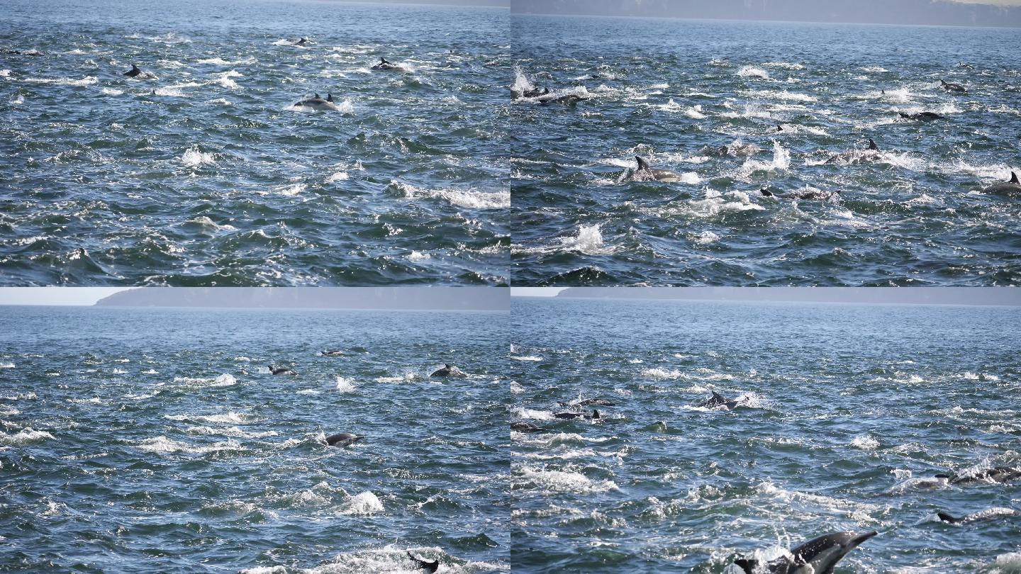 海豚跃出水面海上鱼群