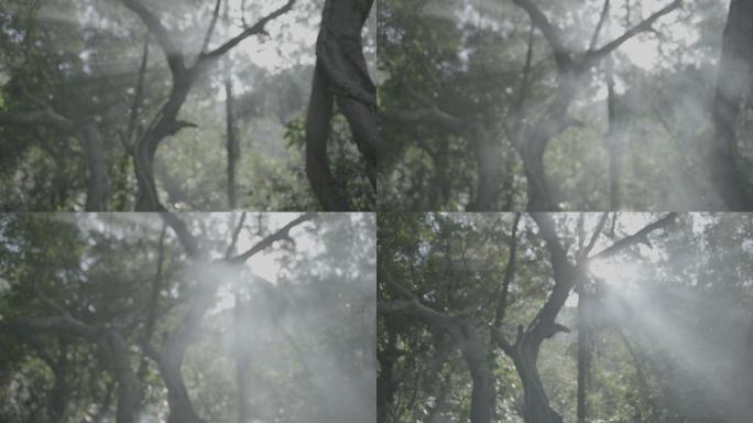 树林烟雾缭绕