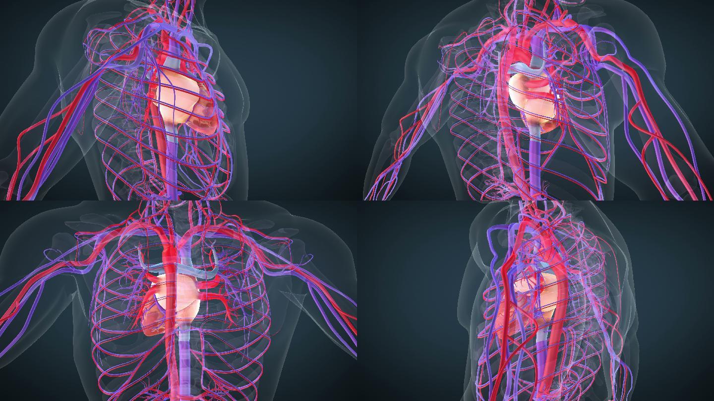 心脏循环系统冠状动脉科学血管
