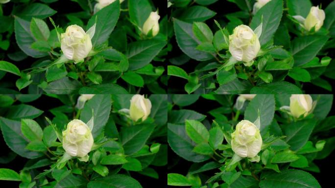 白色玫瑰花花朵美丽植物