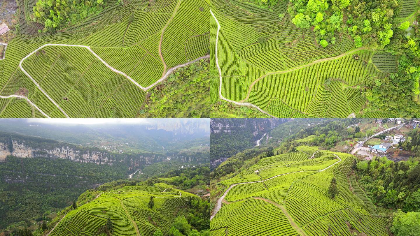 航拍山地茶园振兴乡村经济