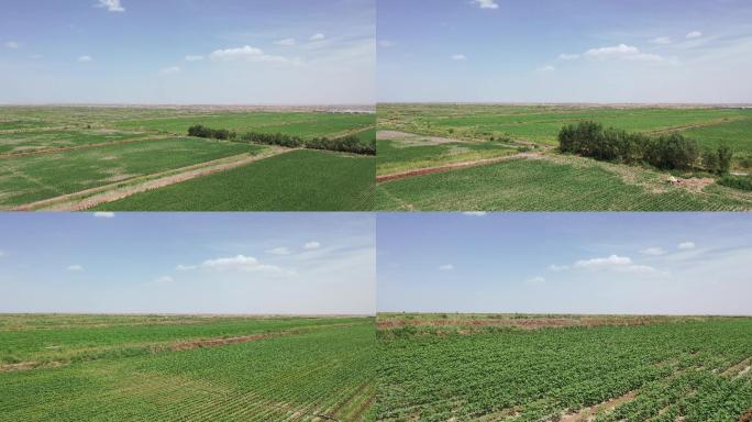 新疆农田与戈壁