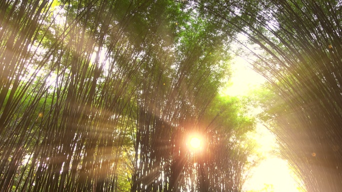 竹洞与夕阳微尘自然树木白天
