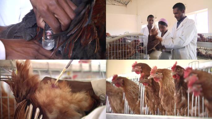 非洲养鸡场-人工受精