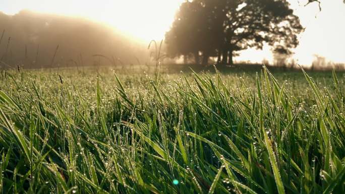 晨露洒在新鲜的草地上