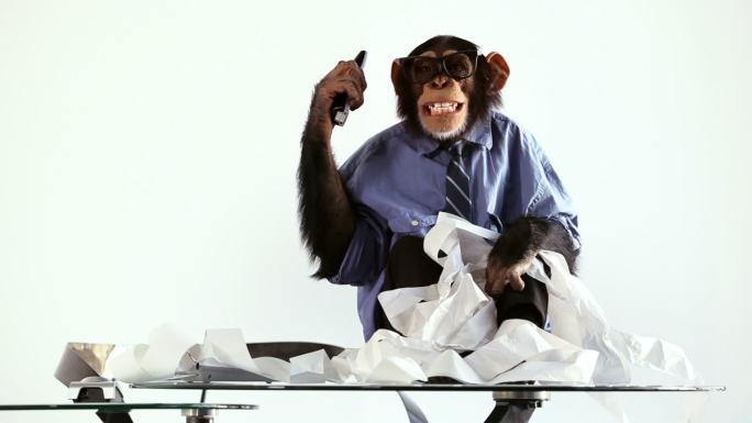 黑猩猩职员举着电话