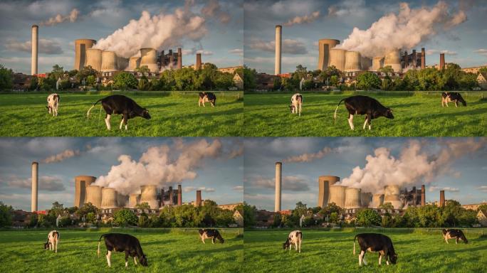 奶牛在一个巨大的燃煤发电站前吃草。