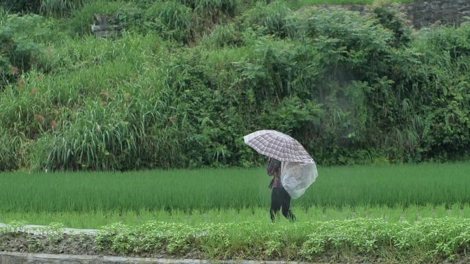 原创雨中农民走路