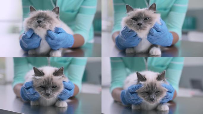 兽医在检查台上检查一只猫咪