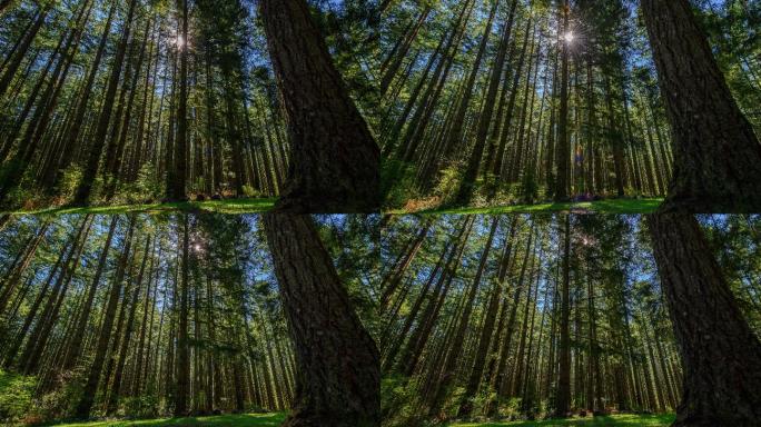 阳光穿过古老的森林