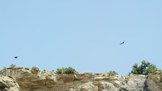老鹰在岩石悬崖边盘旋