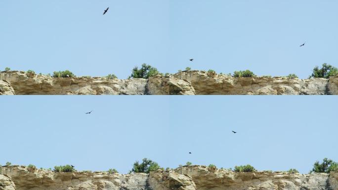 老鹰在岩石悬崖边盘旋