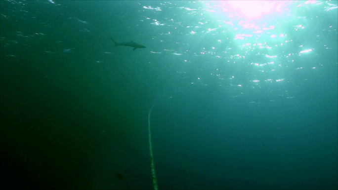一条鲨鱼在水面附近缓缓游动