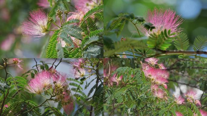 粉红色的绒花开了4K