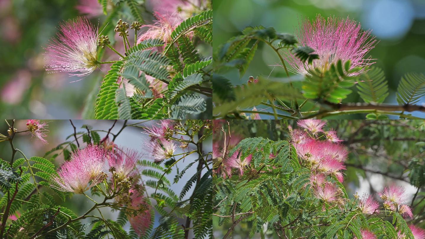 粉红色的绒花开了4K