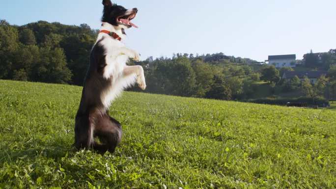 牧羊犬在草地上打滚