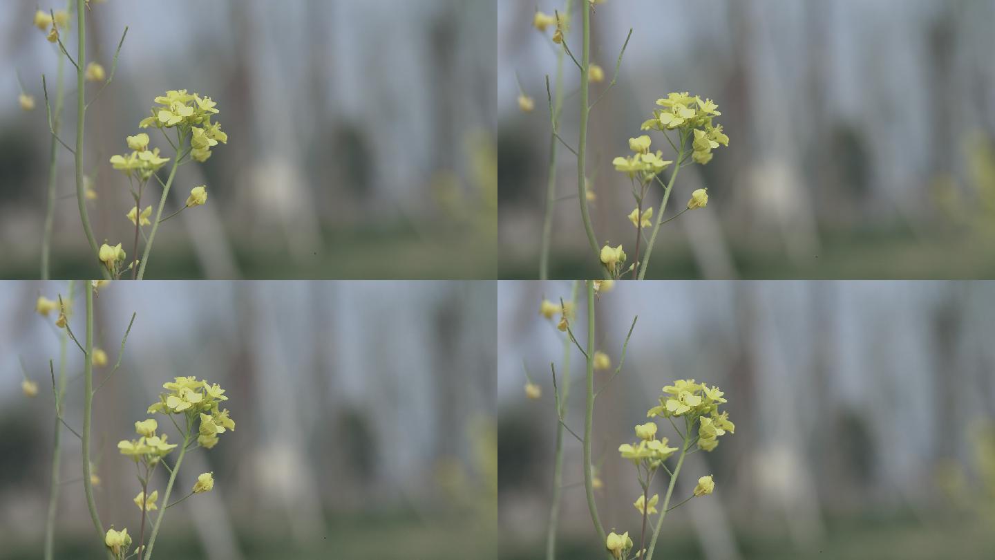 油菜花特写01