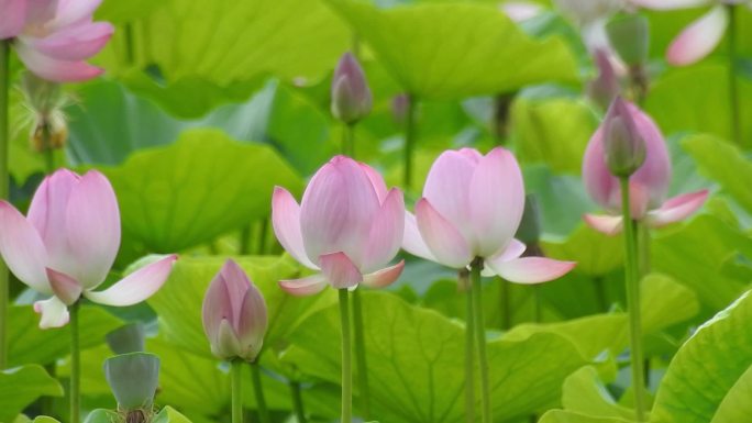 荷花荷花池野荷花蜻蜓