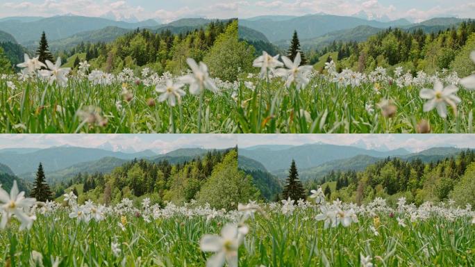草地上开着白色的春花，背景是群山
