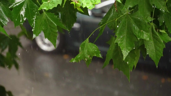 大雨天梧桐树叶