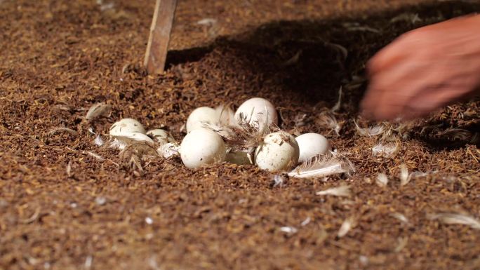 原创农民捡鸭蛋可用在乡村题材的片子
