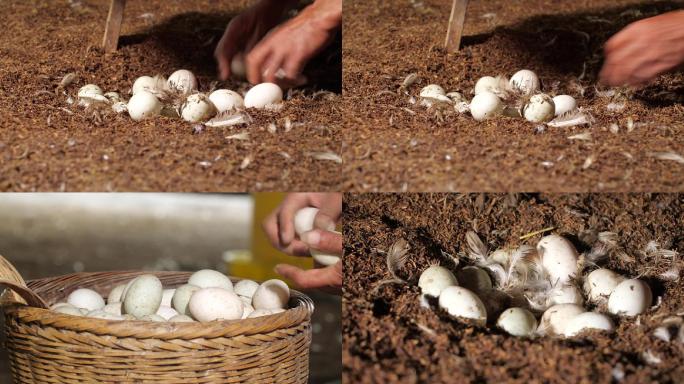 原创农民捡鸭蛋可用在乡村题材的片子