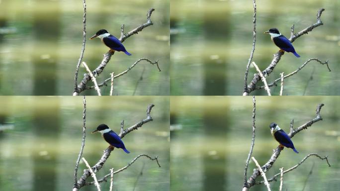 水面树枝上的一只蓝翡翠小鸟