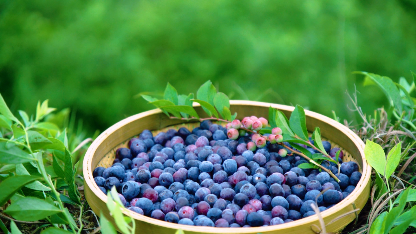 蓝莓水果成熟采摘种植（4K）