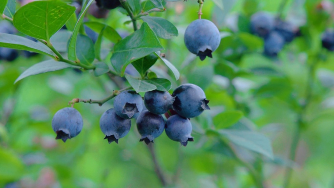 蓝莓水果成熟采摘种植（4K）