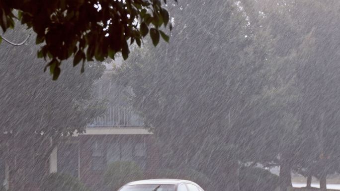 暴风雨中的树木